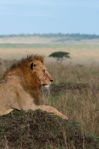 Hopkins, Cindy Miller 아티스트의 Africa-Kenya-Serengeti Plains-Maasai Mara-Young male lion in typical Serengeti habitat작품입니다.